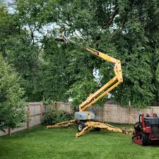 Pest Control for Lawns in Santa Clarita, CA