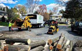 How Our Tree Care Process Works  in  Santa Clarita, CA