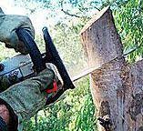 Best Tree Maintenance Programs  in Santa Clarita, CA