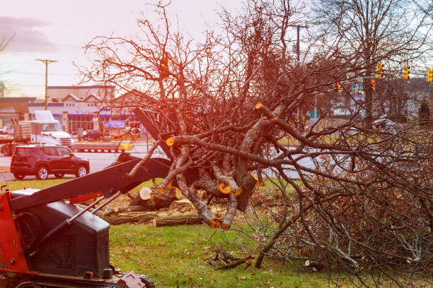 Best Hazardous Tree Removal  in Santa Clarita, CA