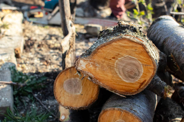 Best Tree Health Inspection  in Santa Clarita, CA