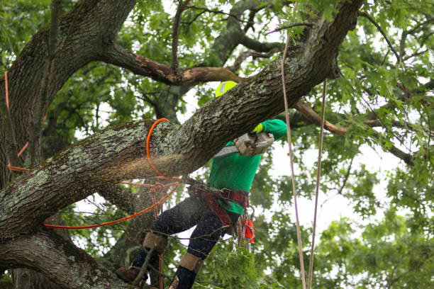 Best Stump Grinding and Removal  in Santa Clarita, CA