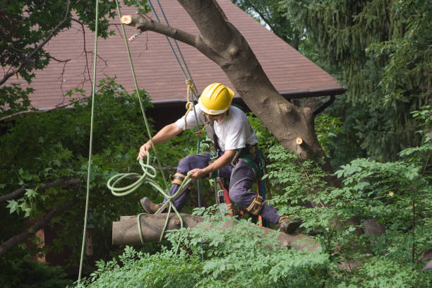 Best Tree Mulching  in Santa Clarita, CA