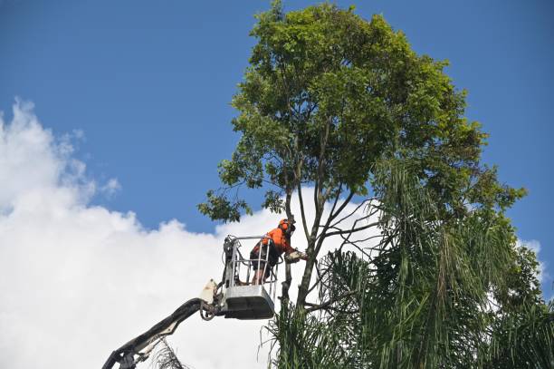 Trusted Santa Clarita, CA Tree Care Experts