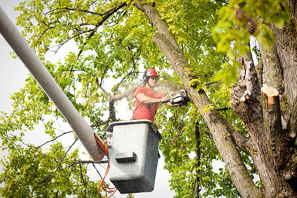Best Utility Line Clearance  in Santa Clarita, CA